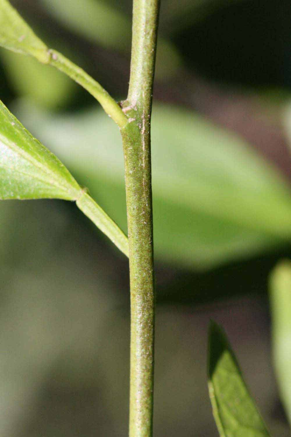              First year twig (Riverside, CA)       